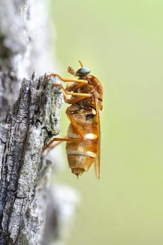 Coenomyia ferruginea